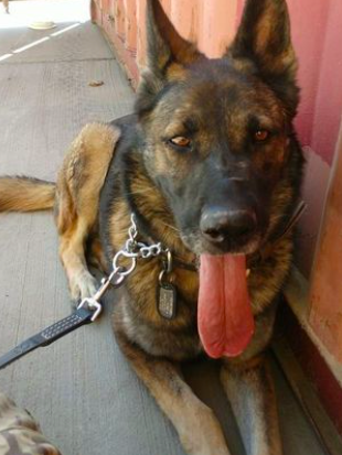 DailyMirror's tweet image. Hours left to save 250 animals trapped in Kabul as deadline for troops looms
mirror.co.uk/news/world-new…