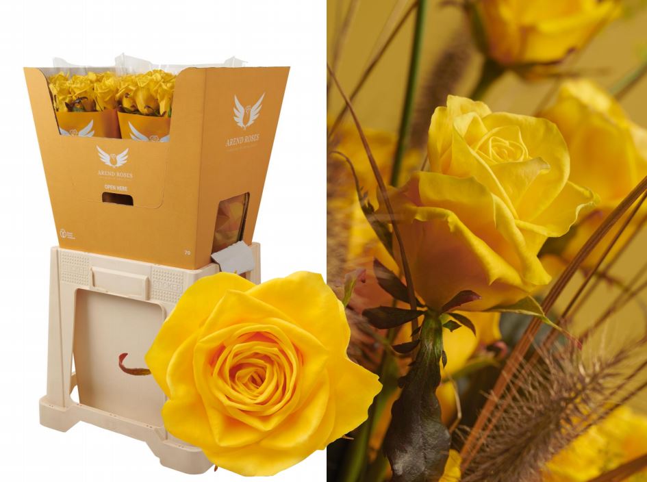 Aanbod informatie #roos <a href="/FloraHolland/">Royal FloraHolland</a> locatie Naaldwijk. Introductie noviteiten.