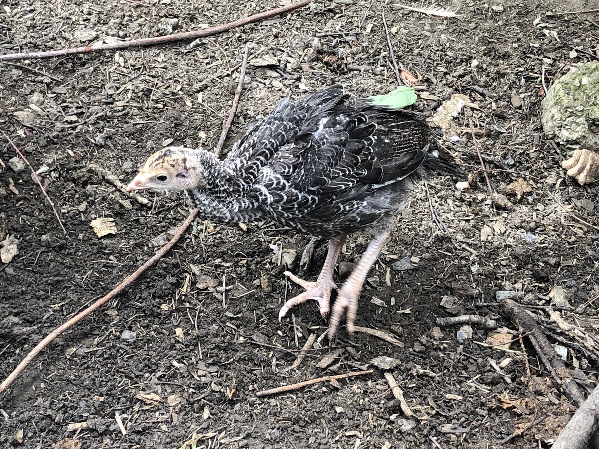 GThing63's tweet photo. My naughty turkey poults have escaped their enclosure (second day of freedom) and are taking their chances in the garden with crazy chooks and cats.
#petsNOTfood #henitentiary #poults #freebird https://t.co/Uig0PaHAGR