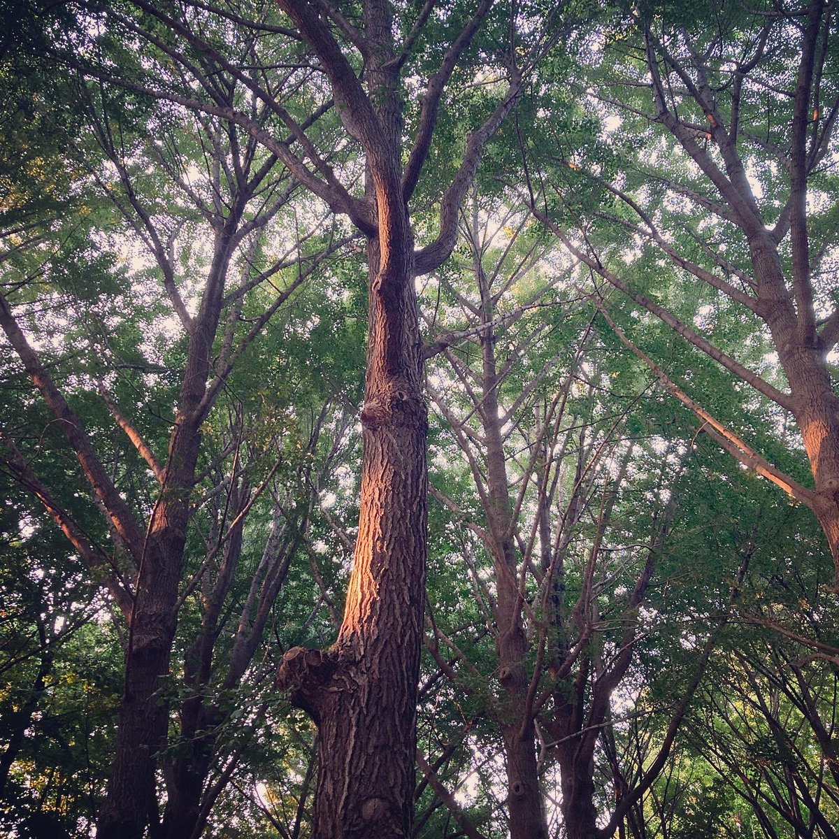 deepsound_r's tweet photo. 落ち着く〜

#代々木公園 https://t.co/c7NZfon4zq