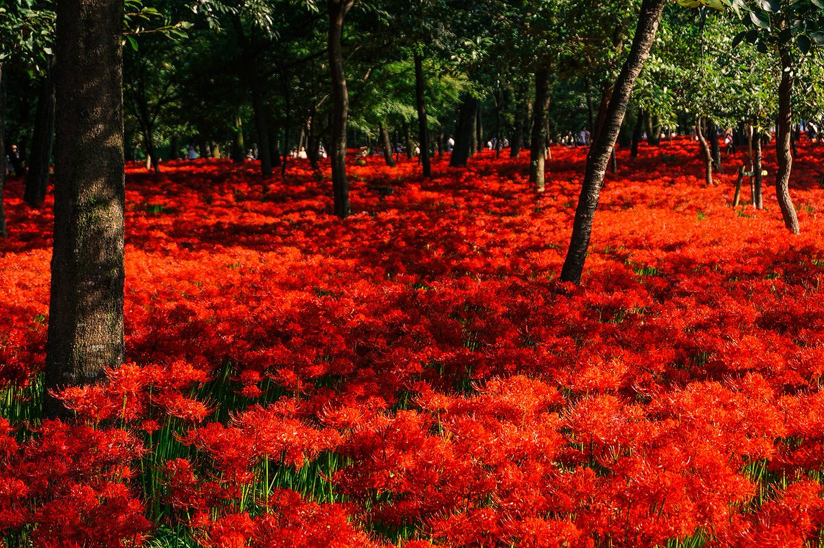 株式会社ホリエ総合調査 曼珠沙華 地獄花 幽霊花 毒花 灯篭花 火事花など約1000種類の別名がある ヒガンバナ です ９月に咲く花で 開花時期は葉がありません 又 球根に毒があり 食べると吐き気や高熱で死に至ることもあるそうです 日本では埼玉