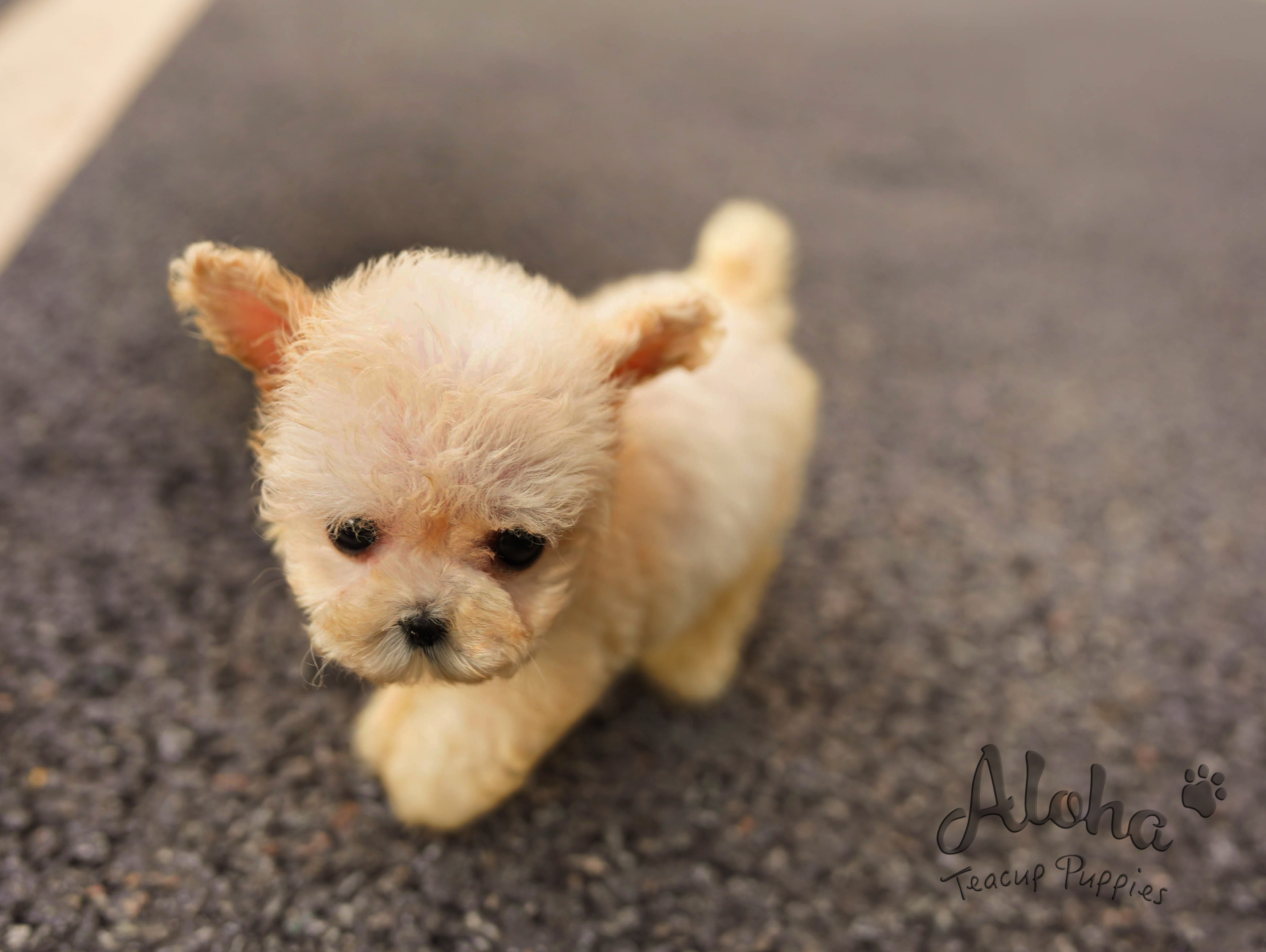 Aloha Teacup Puppies on X