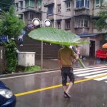 童話の世界から出てきた？大きな葉っぱを傘代わりにする奴!