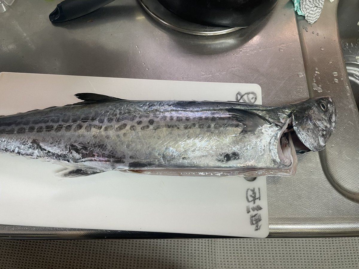 lovefishingg's tweet photo. 今日は和歌山沖でサワラが釣れますた😁
海の幸に感謝(๑ーㅅー๑)
#ジギング
#サワラ
#81cm
#大きいまな板買わないと https://t.co/dS6cygzhFM