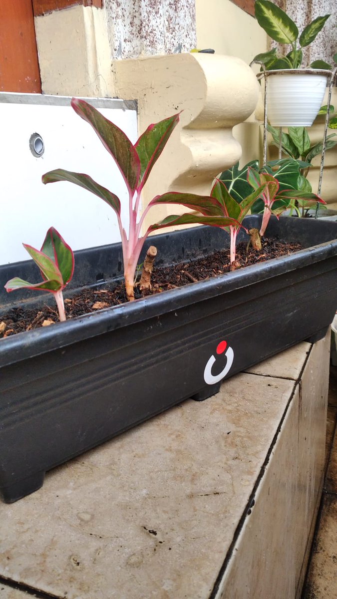 bercocok tanam lebih baik