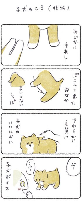 子犬をお世話しながら、亡き犬が頭をよぎってました
そして、ありがとうの気持ちでいっぱいになりました☺️

#豆しばこつぶ
(1/2) 