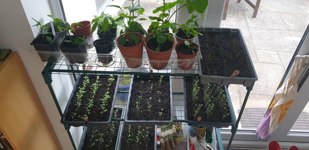 SternWriter's tweet photo. If you're worried that peat-free compost doesn't work as well as the peat-ful stuff you've always sworn by, fret no more.  
You can start swearing by the lower carbon recycled stuff now. It works just fine...
#peatfree #recycling
#Sustainability #gardening #growyourown #veg https://t.co/0OnrOfmCcH