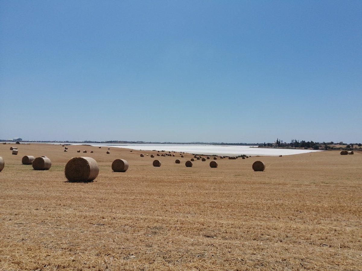 📍 Αλυκές Λάρνακας
📝 Η περιοχή του δικτύου #Natura2000 περιλαμβάνει και εκτάσεις με γεωργικές καλλιέργειες. Οι εκτάσεις αυτές είναι ιδιαίτερα σημαντικές, αφου σε αυτές βρίσκουν καταφύγιο πολλά είδη πτηνοπανίδας. 
©️Eυα Πίττα, Λειτουργός Περιβάλλοντος
#LifeIP #pandoteira