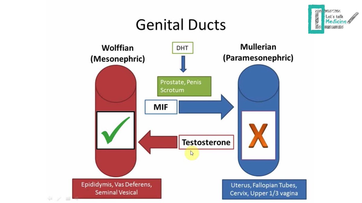 Reproductive embryology!!
youtu.be/EO6kRLtTZW0