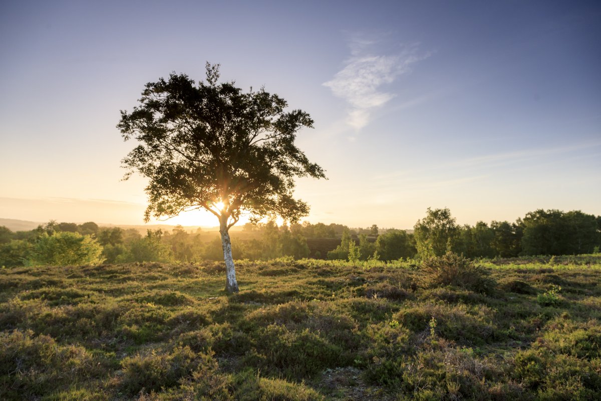 A sunrise over Rockford Common, with a single tree in the heathland and the morning sun gleaming through its branches.