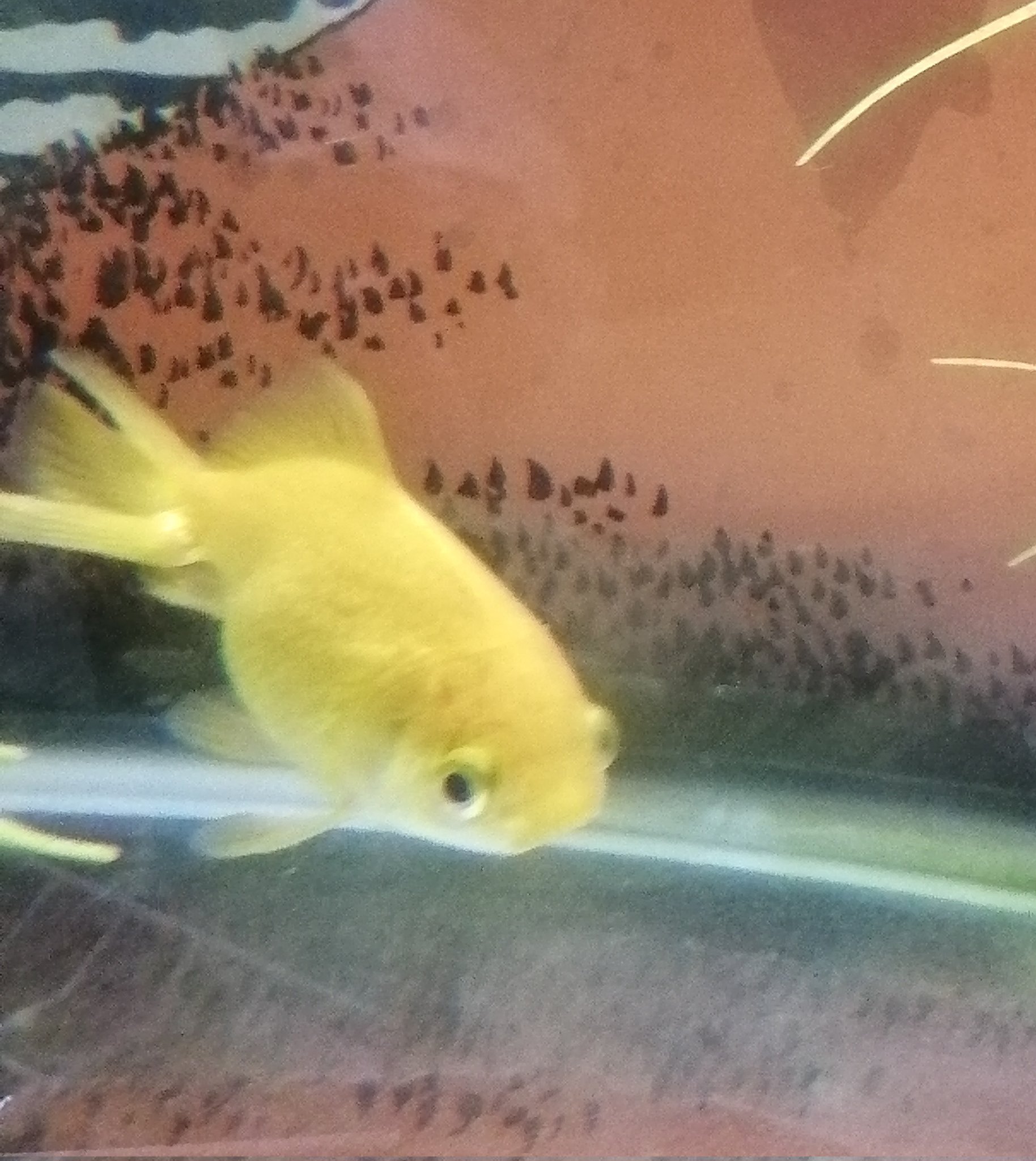 黄金魚 Twitter Search Twitter