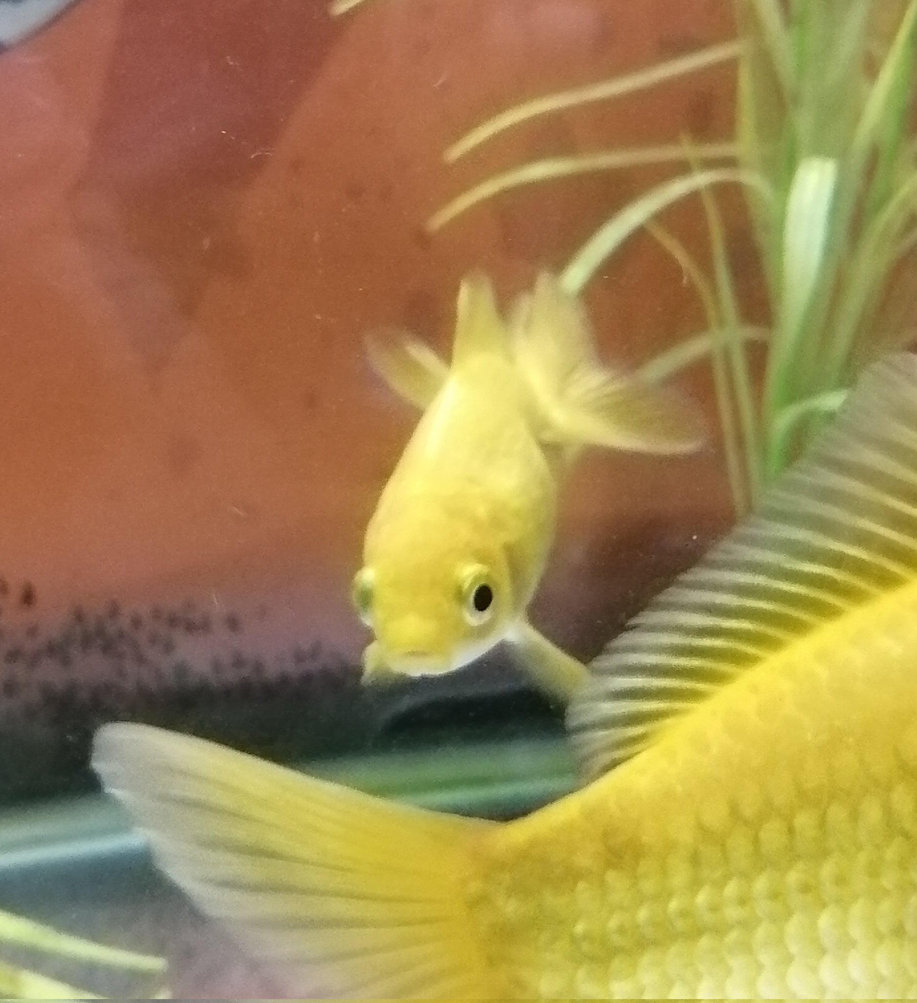 黄金魚 Twitter Search Twitter
