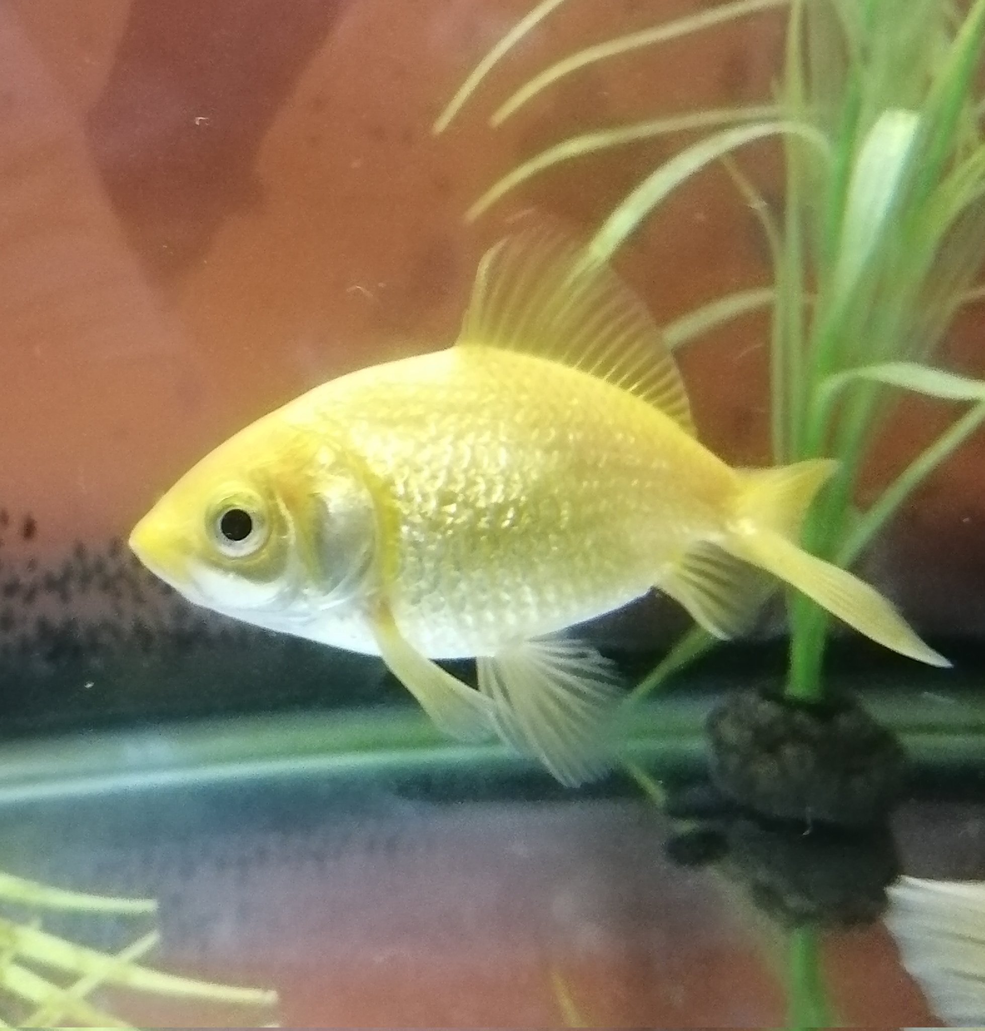 黄金魚 Twitter Search Twitter