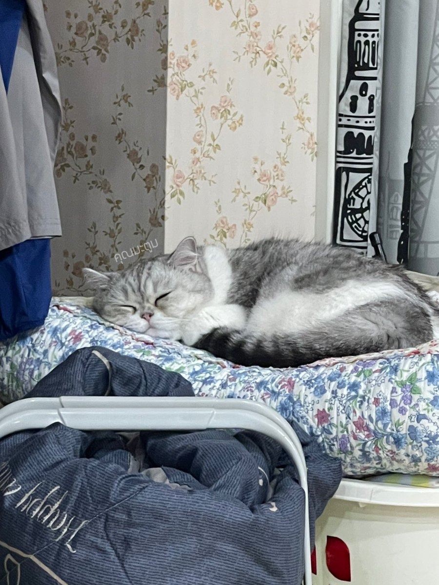 kunmatoom's tweet photo. ถึงว่าช่วงนี้ขนเต็มผ้าห่มมม😅 https://t.co/McbrYFxqxJ
