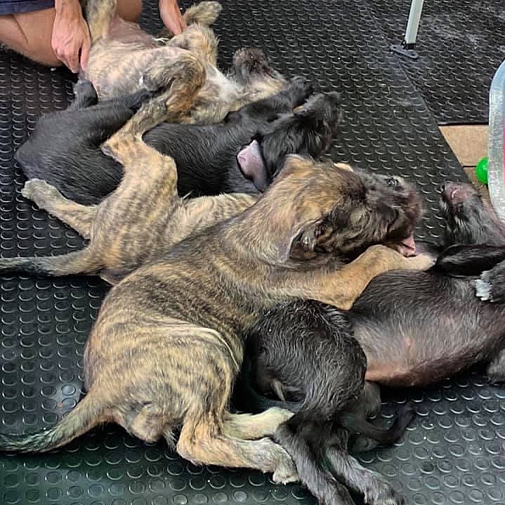 A heap of puppies wanting tummy rubs!🐺❤️
#irishwolfhound #dogsoftwitter #dogs #puppy