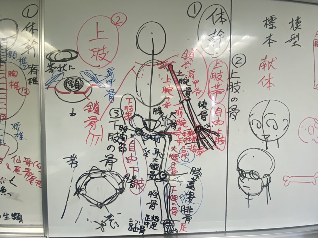 #人体イラスト
今年もまた骨の話が始まる。 