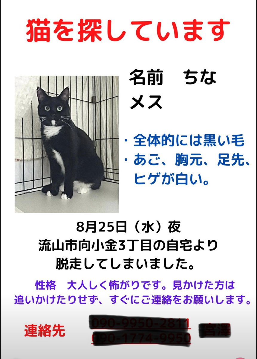 猫捜索 Twitter Search Twitter