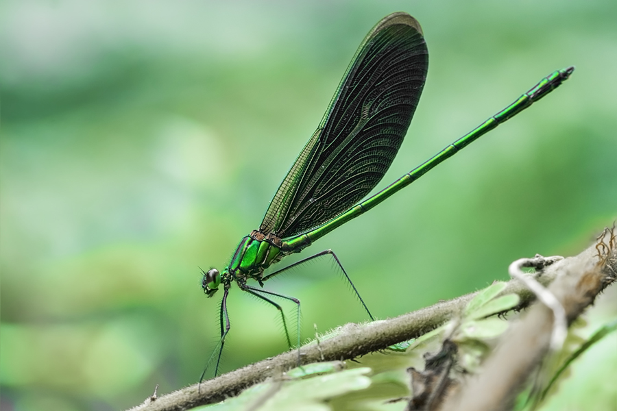 Colours do speak all languages! 🎨 With brilliant metallic green and peacock-blue hind-wings, male damselflies flash their wings, displaying the colors to attract females. #PhotoOfTheWeek Captured by #SaevusGalleryMember Souvick Mukherjee, at Namdapha National Park.