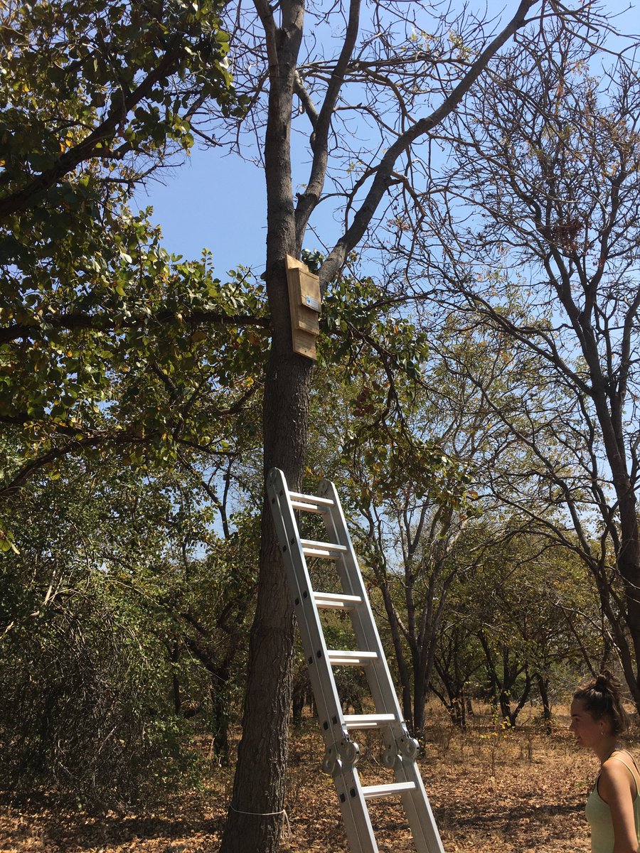 African Bat Conservation tweet media