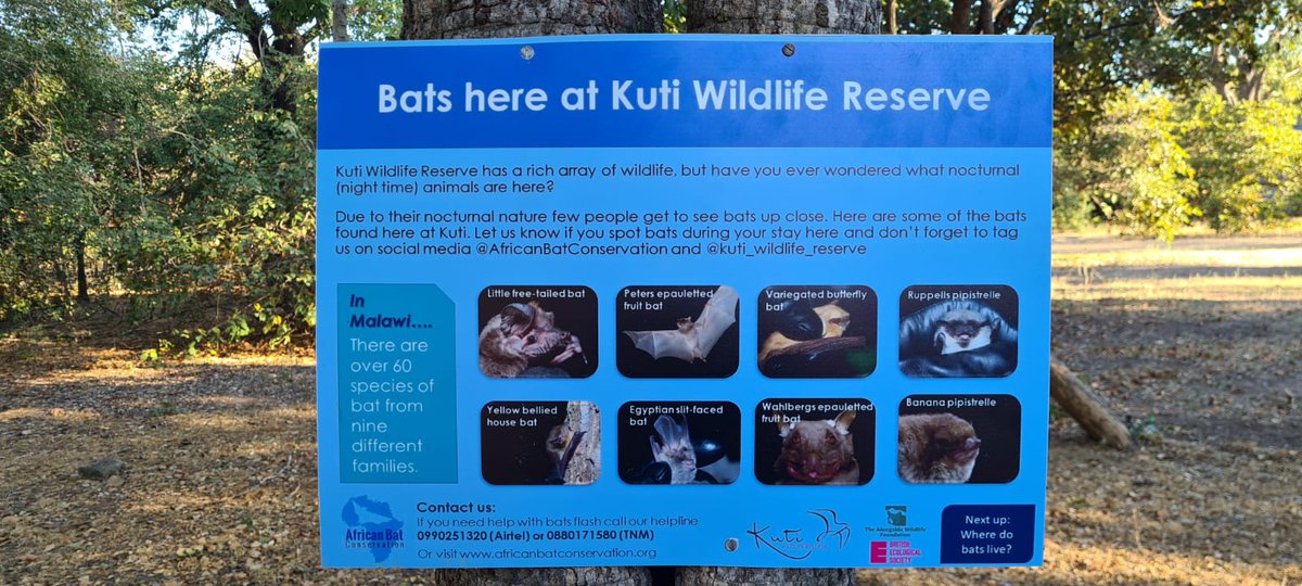 💙 We have recently installed a #bat interpretation trail at Kuti Wildlife Reserve! 

The trail has signage outlining the ecological role of bats, the #biology of bats, and the #ecosystem services provided by bats. 🦇🦇🦇

#AfricanBatConservation #BatResearch #AfricanBats