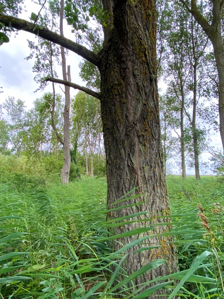 TiCLme's tweet image. Reeds and poplars

#BankHolidayMonday 

#TimeforTrees