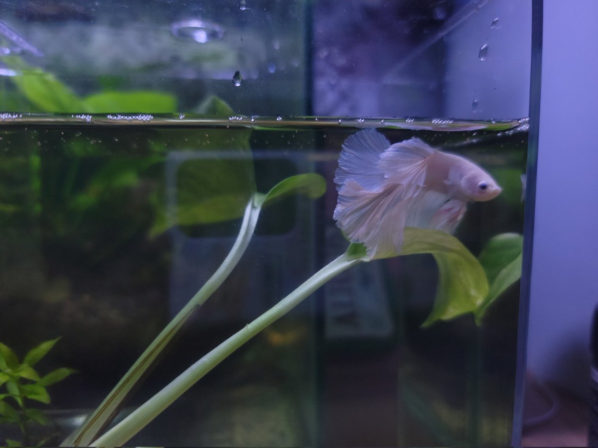 왼쪽 친구는 상태가 좋지 않았는데 이제는 팔팔하다. 오른쪽 친구는 벌써 거품집도 만든당.