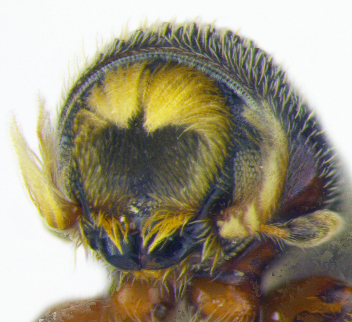 South African diversity is endless, now with five new species of Lanurgus #barkbeetles described by staff @UiB_museet @UiB: mapress.com/zt/article/vie…