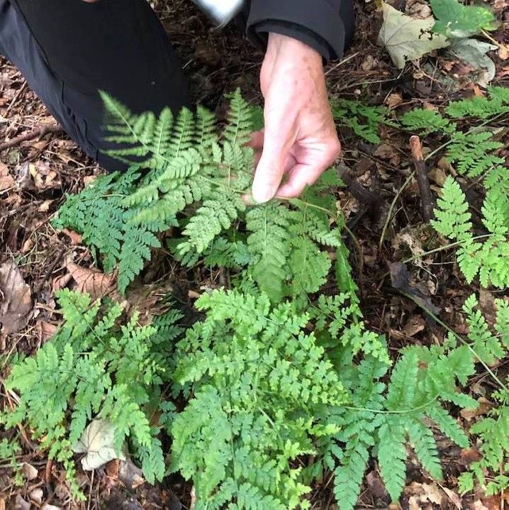 We were very honoured to be able to join a fascinating walk in the woods earlier this month, with the knowledgeable and inspirational fern experts from <a href="/TheBotanics/">Royal Botanic Garden Edinburgh</a> Edinburgh, Dr Mary Gibby and Dr Heather McHaffie. 🙏💚🌱