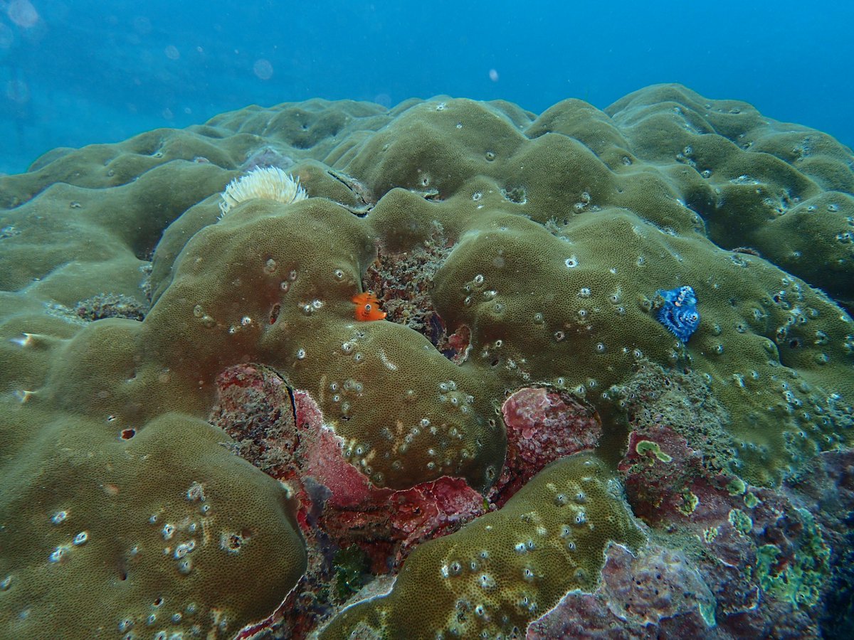 Let's diving in Sanur with us enadive.com #scuba #scubadiving #scubatravel #scuba_labs #scubadivinglife #scubaphoto