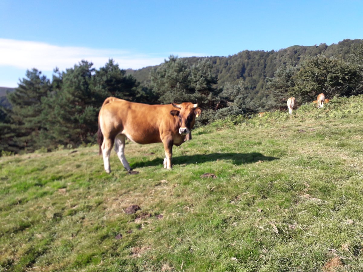 <a href="/GanaderasenRed/">GanaderasenRed</a> Ayer, en una braña del valle del Besaya (Cantabria) sin acceso en vehículo compartido con boswue con ciervos, jabalíes, corzos, tejones, osos, lobos, aguilas reales...
 Los consumidores deben pagar el valor añadido de estos productos mejor q subvencionarlos.
