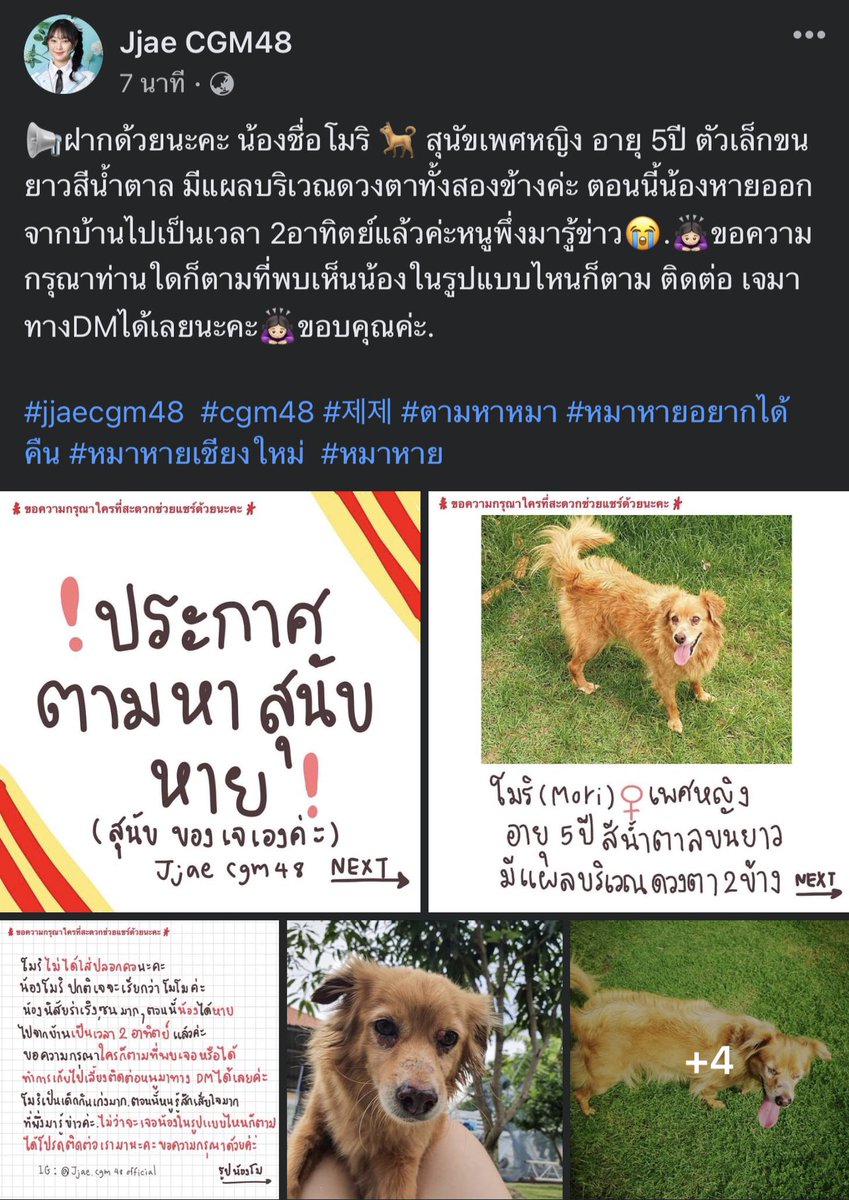 mekm0rk's tweet photo. ใครเจอน้อง DM ไปหาเจเจได้เลยนะครับ สุนัขของเจเจหายครับ #JjaeCGM48 https://t.co/R7dZYtE3kD