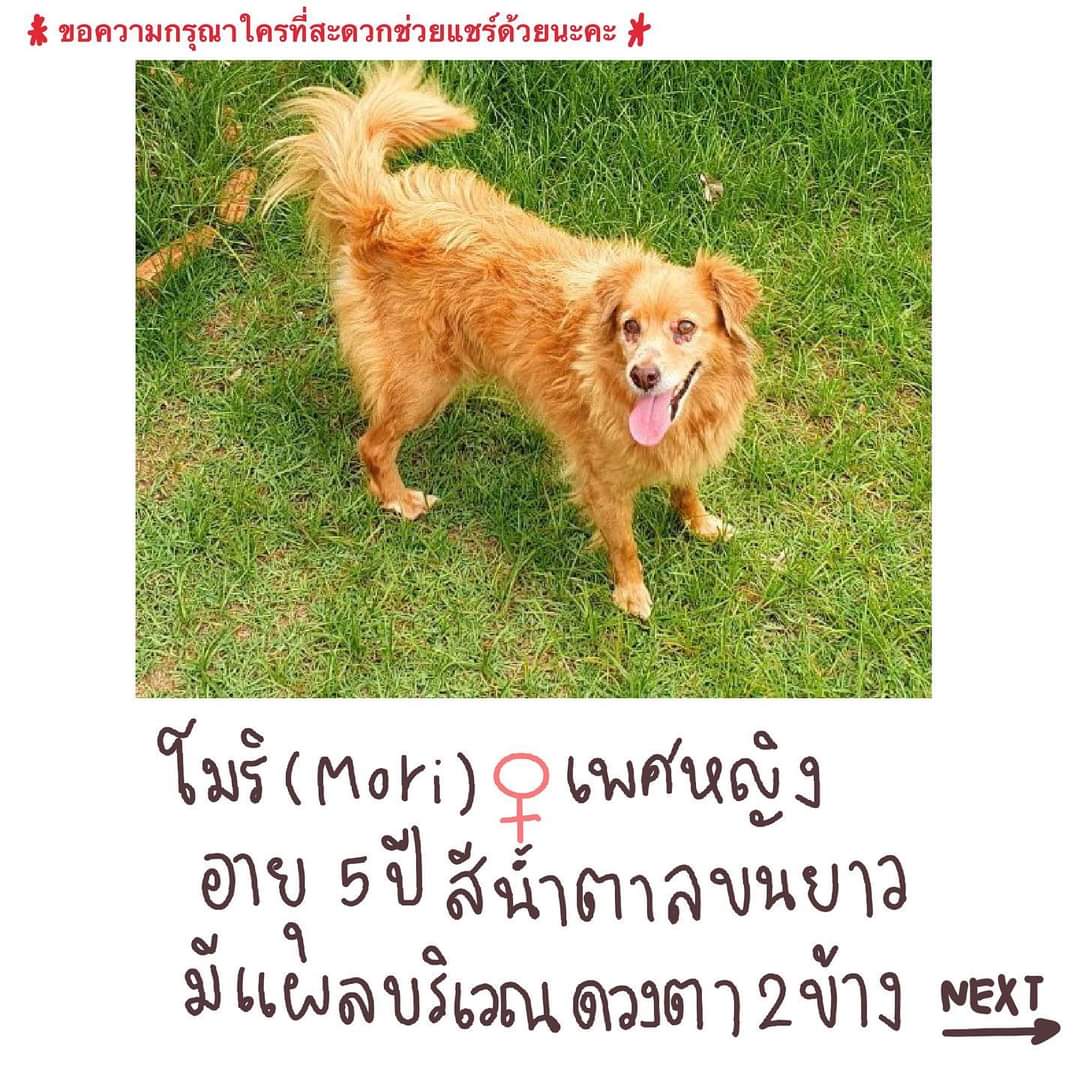 jaenoffee's tweet photo. 📜 Jjae | [IG&amp; Facebook post]📜

📢 ฝากด้วยนะคะ น้องชื่อโมริ 🐕 สุนัขเพศหญิง อายุ 5ปี ตัวเล็กขนยาวสีน้ำตาล มีแผลบริเวณดวงตาทั้งสองข้างค่ะ ท่านใดก็ตามที่พบเห็นน้องในรูปแบบไหนก็ตาม รบกวนติดต่อน้องเจเจทางDMได้เลยนะคะ🙇🏻‍♀️ขอบคุณค่ะ (1/2)

#Jjaecgm48 #ジェージェー #Jaenoffee #CGM48 https://t.co/XaSNELk2Vv