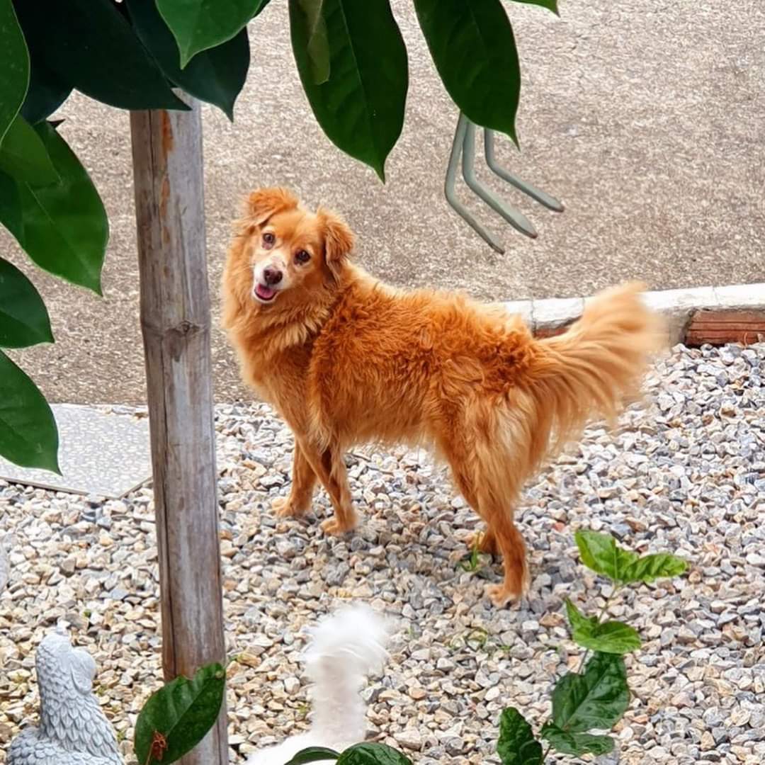 jaenoffee's tweet photo. 📜 Jjae | [IG&amp; Facebook post]📜

📢 ฝากด้วยนะคะ น้องชื่อโมริ 🐕 สุนัขเพศหญิง อายุ 5ปี ตัวเล็กขนยาวสีน้ำตาล มีแผลบริเวณดวงตาทั้งสองข้างค่ะ ท่านใดก็ตามที่พบเห็นน้องในรูปแบบไหนก็ตาม รบกวนติดต่อน้องเจเจทางDMได้เลยนะคะ🙇🏻‍♀️ขอบคุณค่ะ (2/2)

#Jjaecgm48 #ジェージェー #Jaenoffee #CGM48 https://t.co/h9eE5XLZ7g