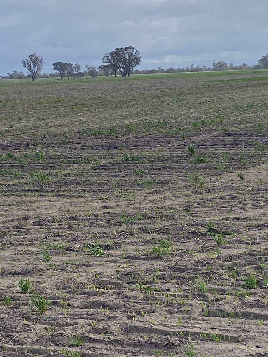 Dion Letter tweet media