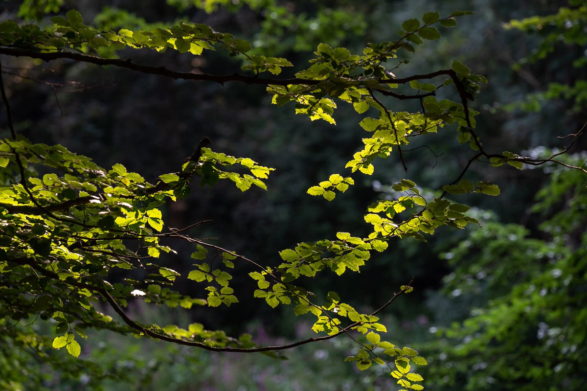 HarrisonPhair's tweet photo. Summer Beech leaves
🍃🌳
#Nikkor 70-200mm S
#nikon #z6ii
#fagus #sylvatica #beech #tree #beechtree #branch #plant #growth #wood #stem #nature #woodland #greenbelt #mature #leaf #leaves #ribbed #green #pyrography #naturephotography
#mirrorless #lightroom #adobe
@NikonatGrays https://t.co/0JonjsWTZ8