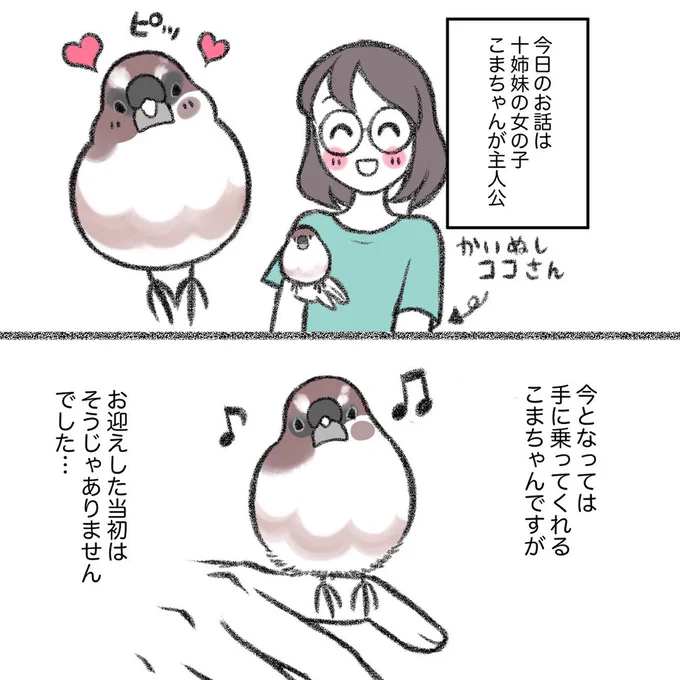 インスタに以前描かせていただいた十姉妹のこまちゃんのマンガをアップしました続きはこちらから↓↓ 