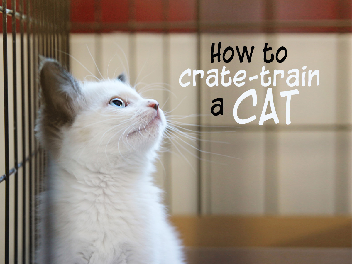 NSAHVet's tweet photo. Having a cat who will willingly enter a carrier/crate can be a time-saver, stress-saver, and lifesaver! https://t.co/5xY6T0xCBX https://t.co/CU4goJVb4x