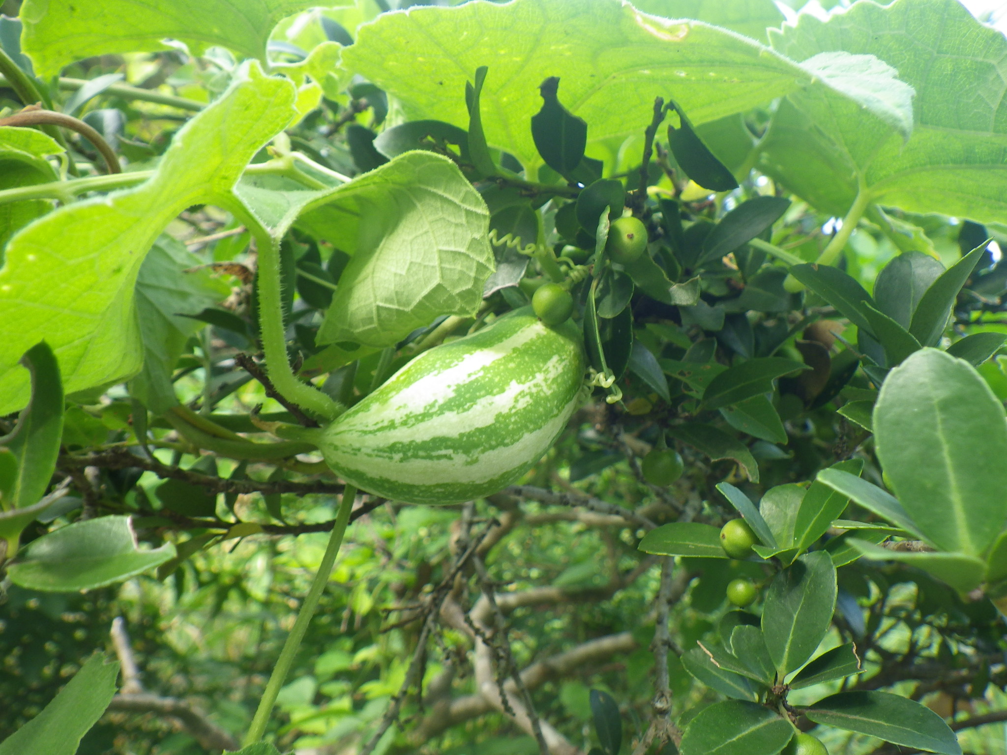 都立石神井公園 見ごろの生き物 カラスウリの仲間の若い実が目立つようになりました カラスウリ 三宝寺池周辺 キ カラスウリ A地区野球場周辺 去年キカラスウリの熟れた実をカラス達がa野球場工事現場の上で器用に割って食べていました 今年