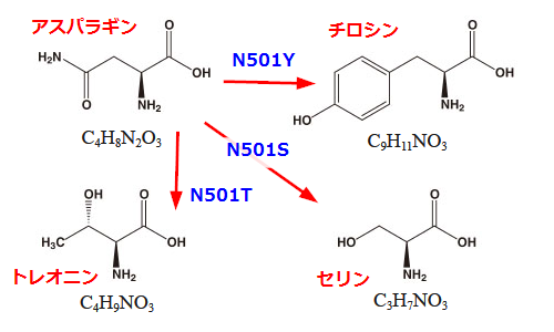 yoshimy_s's tweet photo. #東京医科歯科大 が『新たなデルタ株を初確認』との発表をしたようです。
https://t.co/UWEWOXiyOb
#L452R 変異は書いてありますが、#P681R 変異について書いてありません。
また #N501S 変異はスパイク構造を大きく揺るがすものではなく、これまでにも複数の変異株で僅かながらに見つかっています。 https://t.co/72wOrvOzfx