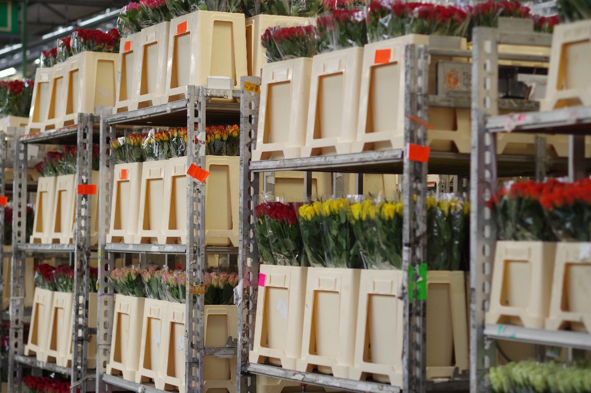 Roses from Rwanda to the world!
Here is a glimpse of Rwanda's finest fresh cut-roses lined up in trolleys ready for the largest flower auction in the world. #BellaFlower #Rwanda #FloraHolland #Auction