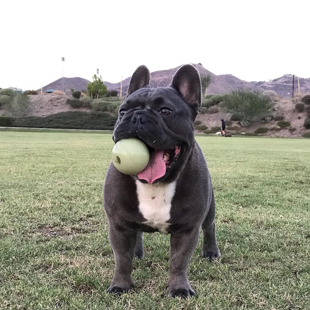 How cute ❤️
#frenchbulldogmom #frenchiepetsupply #frenchies1 #frenchieworld #frenchieoftheday #frenchiesociety #frenchbulldoglife #frenchiesquad #frenchielife #frenchiedogs