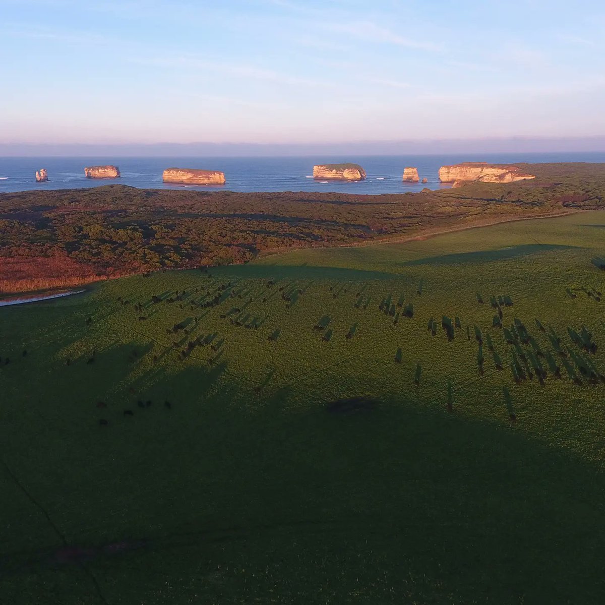 temaniaangus's tweet photo. Te Mania Angus uses industry firsts to boost fertility.
https://t.co/Ew81IlyMQZ #fertility #estimatedbreedingvalues @AllflexAU @sapientech1 https://t.co/vVM17jGtOw