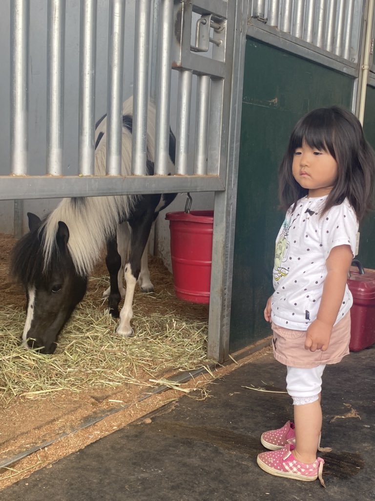 kamidedvm's tweet photo. ポニー飼育者の皆様へ、
ポニーはEMS,馬のメタボリック症候群になりやすく、蹄葉炎やインスリン抵抗性のリスク、慢性肝疾患が多い印象を受けます。
飼料管理や、日々のボディコンディションスコアの確認が必要ですので、ご確認ください。

https://t.co/Pb3JaHyzsV https://t.co/KRFk9IozjI