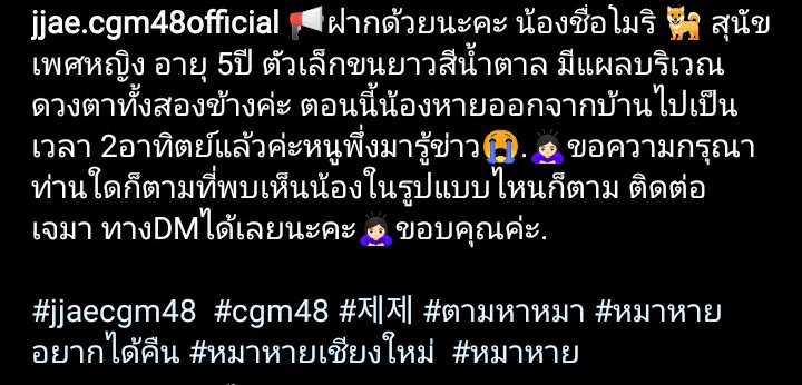 dicesuaisu's tweet photo. รบกวนรีทวิตหน่อยนะคะ น้องเป็นสุนัขของน้องเจเจ CGM48 รายละเอียดเกี่ยวกับน้องตามรูปเลยค่ะ🙏🏻

#JjaeCGM48 #สุนัขหาย #หมาหายเชียงใหม่ https://t.co/55klV4bhy7