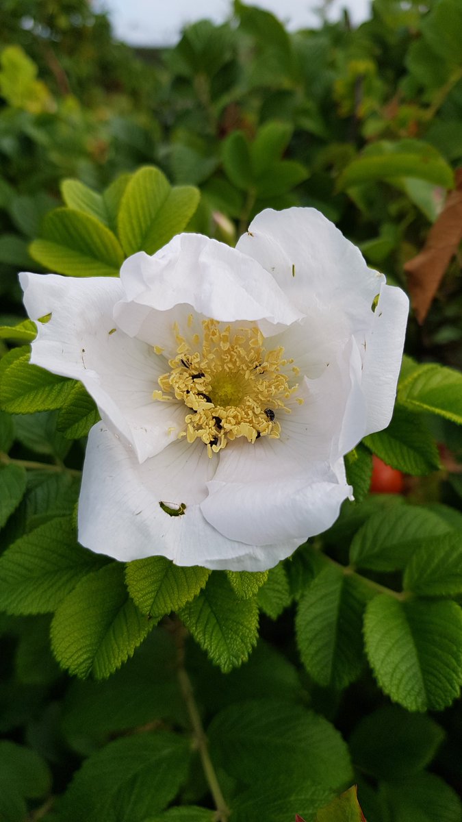 ghgoldig1's tweet photo. Heckenrosen #vielfalt @Wangerooge https://t.co/t8Ln4QCmiA