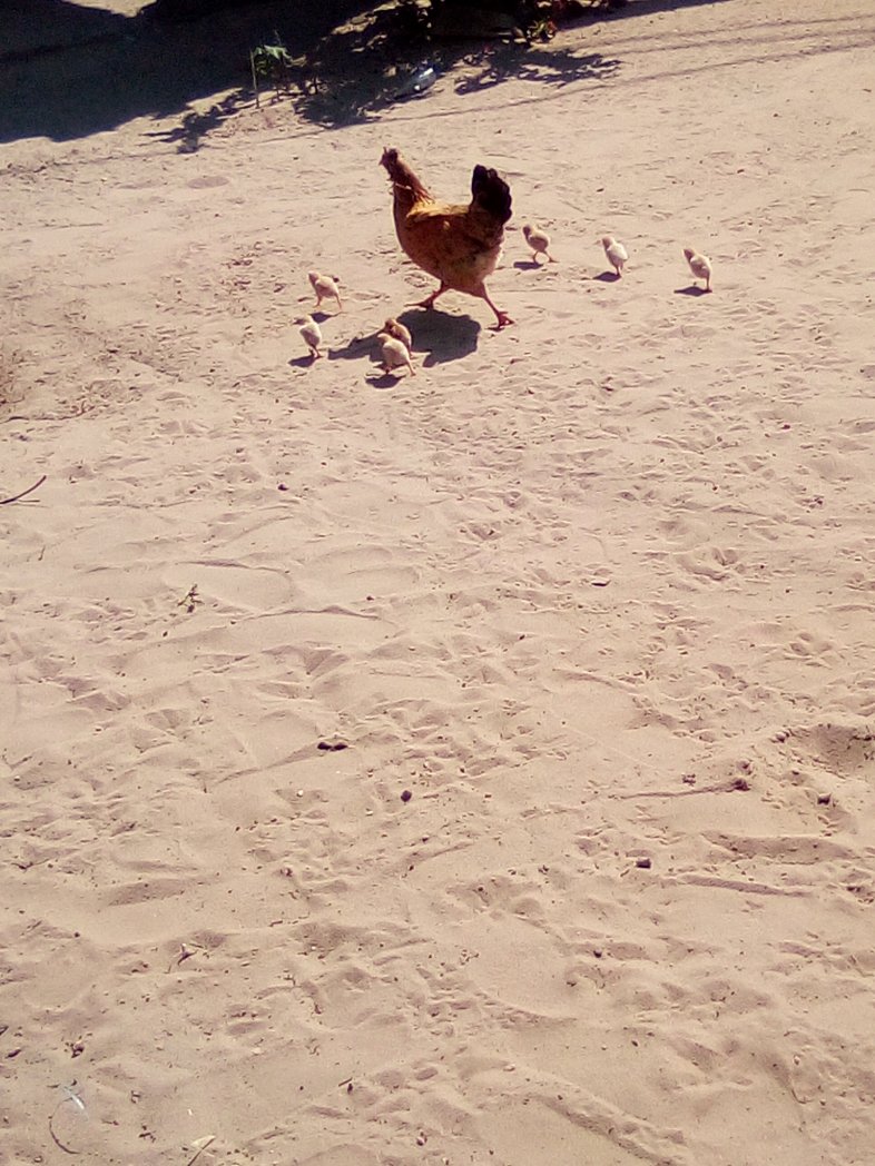 Empire of Guanduania ☮️ tweet media