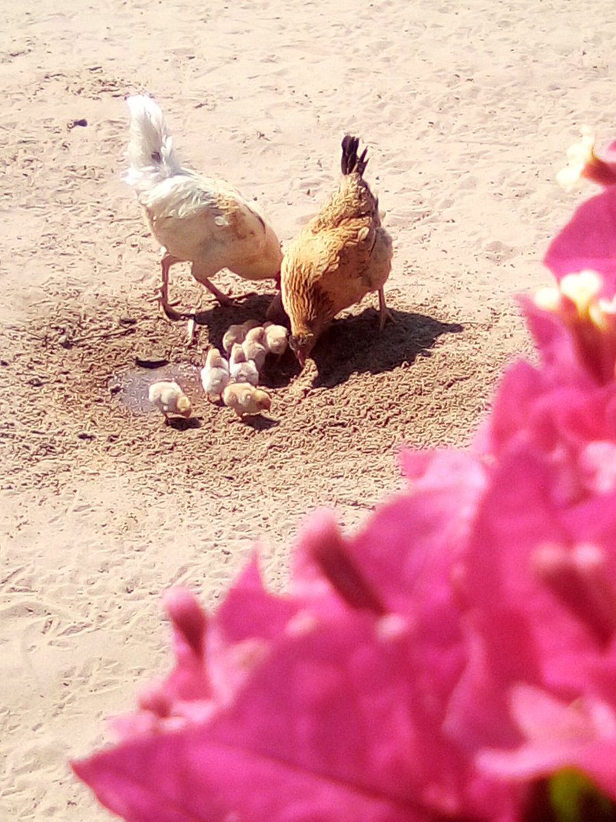 A happy family in Guanduania #micronations