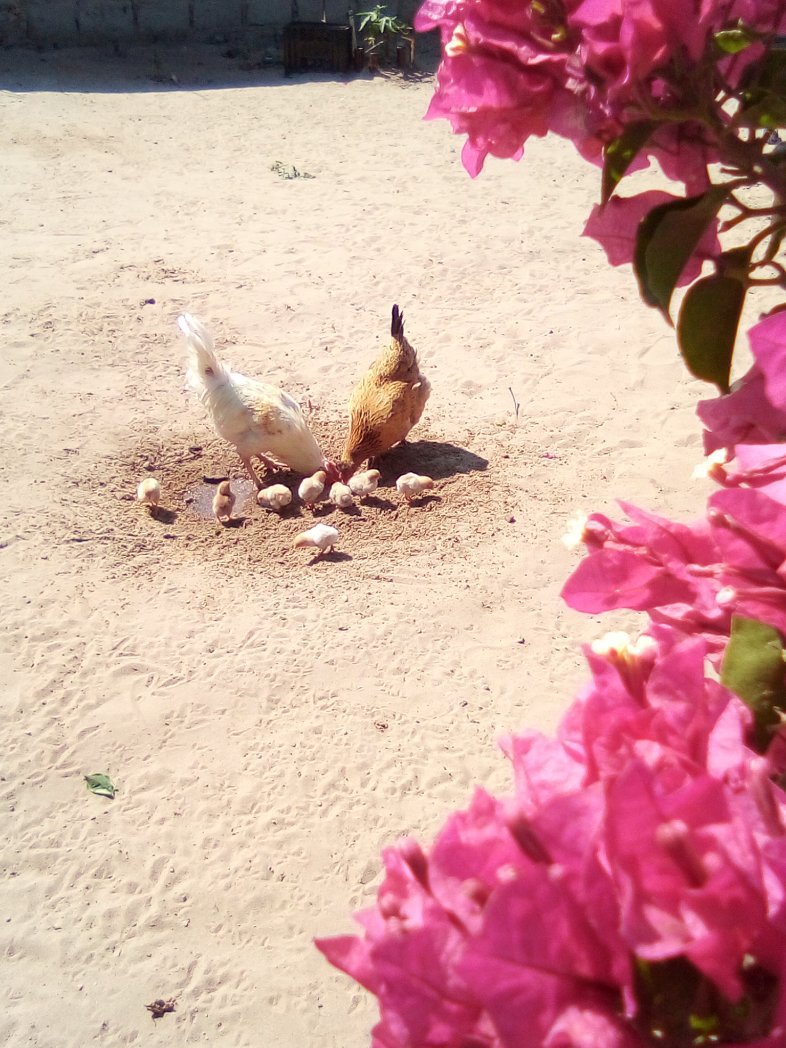 Empire of Guanduania ☮️ tweet media