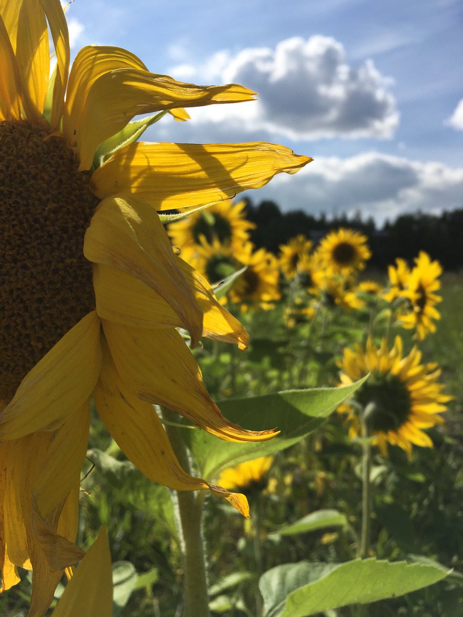 KatiGRON's tweet photo. Ihana aurinko - Härliga sol! ☀️ #elokuu #augusti #sunnyday #sommardag #kesäpäivä #finland #aurinkokukka #solros #sunflower #sää #kesäsää #thisisfinland https://t.co/r04RsBUirq