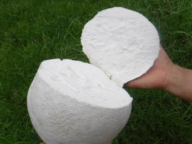 実は食べられる？空き地とかに急に生えてくる謎の白いキノコ「オニフスベ」！